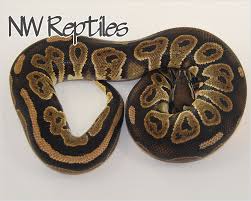 The axanthic ball python is a recessive mutation that produces a snake that has varying shades of silver/grey, white, black, and brown. Northwest Reptiles Black Pastel Ball Python Description And Photos Ball Python Breeder