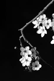 Aesthetic Black And White Flower Background Notorious 3 A M Black And White Aesthetic Black And White Flowers Black And White Wallpaper