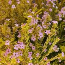 Browse pictures and read growth / cultivation information about coleonema, compact pink breath of heaven, confetti bush, pink diosma (coleonema pulchellum) 'compact form' supplied by member gardene. Coleonema Pulchrum Sunset Gold Pb5 20 30
