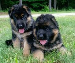 Advice from breed experts to make a safe choice. For Sale