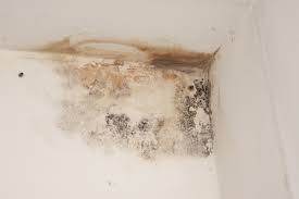 Maybe you would like to learn more about one of these? Moisissure Sur Le Mur Causes Solutions Et Comment L Enlever