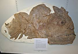 From The Cretaceous Period Nearly All Fish Were Fair Game For The Xiphactinus The Largest Bony Fish Of The Western Interior Seaway Clay Art Potter All Fish