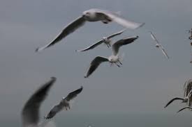 cumbur cemaat cemaat