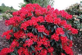 Vulcan S Flame Rhododendron Zone 5 Evergreen Garden Visits Rhododendron Planting Plan