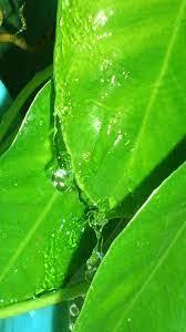 Download as docx, pdf or read online from scribd. Mencurah Air Ke Daun Keladi Air D Daun Keladi Sal Tengas Flickr