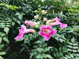 Vine flowers that start with c. Pink Trumpet Vine Or Port St John S Creeper Or Podranea Ricasoliana Or Campsis Radicans Or Trumpet Creeper Or Cow Itch Vine Or Hummingbird Vine Flowers Stock Photo Picture And Royalty Free Image Image