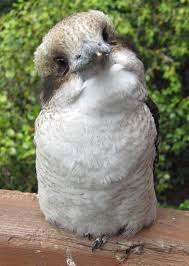 Rose Cottage Holiday Great Ocean Road Australian Wildlife Australian Animals Cute Photos