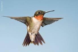 Because eggs are so vulnerable to predators, the female spends most of her time on the nest, leaving only to find food and occasionally to preen . Ruby Throated Hummingbird Oklahoma Department Of Wildlife Conservation