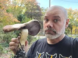 Our mushroom cultivation attempt is a success! Earlier this year, I  inoculated wood chips in our yard with wine cap/garden giant (Stropharia  rugosoannulata) spawn, and it's finally producing...and they're off the  hook!