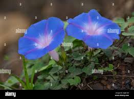 Image result for Ipomoea shirambensis