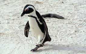 Birds That Look Like Penguins But Fly African Penguin Facts Habitat Pictures Behavior Information African Penguin Penguin Facts Penguins
