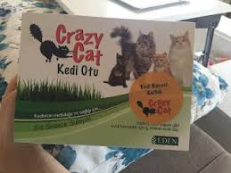 Kedi Cimi Kedi Kedi Kopek Kopek