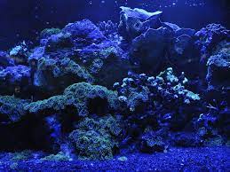 Maybe you would like to learn more about one of these? Led Lighting For Your Freshwater Aquarium Pros And Cons
