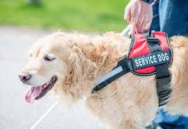 Any dog may qualify · digital copies available Arriving With A Service Animal Johns Hopkins Medicine