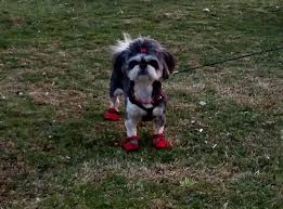 Cali My Shih Tzu Girl Bernaderin Cali Puppy Funny Puppy Baby Face Shih Tzu Cali Cali Berna Derin Bernaderin Shih Tzu Dog Shihtzu Girl Dog