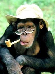 Like A Sir Philosopher Contemplating The Meaning Of Life Cute Animals Animal Fashion Funny Animals