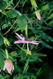Image result for Passiflora mollissima