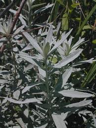 Image result for Artemisia sp.no.1