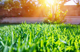 We did not find results for: 8 Tips To Keep Lawn Green In Summer Heat