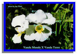 Image result for Tridactyle anthomaniaca