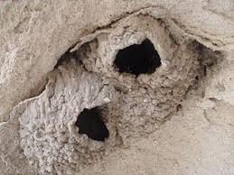 Birds That Make Mud Nests Under Bridges The Equestrian Vagabond