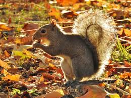 Image result for Brown Squirrel 2014 Peugeot