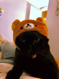 Pin By Olivia On D Animal Hats Cute Animals Animals