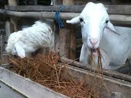 Check spelling or type a new query. 6 Cara Membuat Kambing Doyan Makan Pakan Fermentasi Arenahewan Com