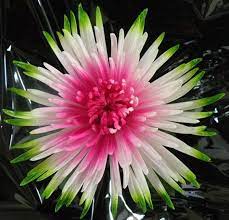 Fuji Mums Flowers Fuji Anastasia Painted Trio Mums Flowers Beautiful Flowers Flowers