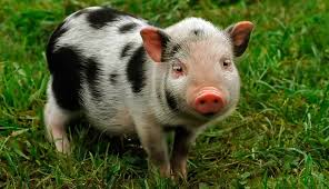 Image result for pig