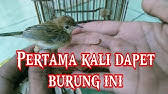 Video seputar hobi burung berkicau jangan sungkan klik like. Suara Burung Cici Padi Masteran Youtube