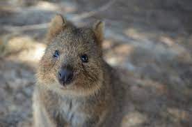 Smiling Quokka Has Big Surprise For World To See Quokka Animals Australian Reptile Park