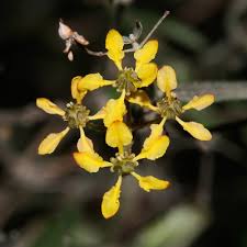 Image result for Janusia