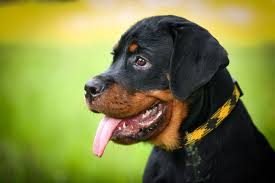 Bottles made of polyethylene terephthalate (pet, sometimes pete) can be recycled and used to manufacture new bottles and containers, thermoform packaging, strapping and are also used in fiber applications such as carpet and apparel. Wags Pooper Scooper Service