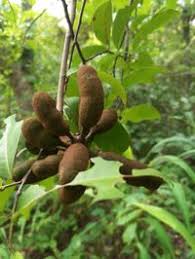 Image result for Uvaria schweinfurthii