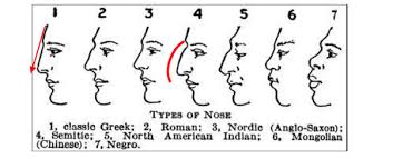 Sexual dimorphism is evident in the larger nose of the male. Why Were Noses On Greek Statues Removed Quora