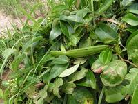 Image result for Parquetina calophylla