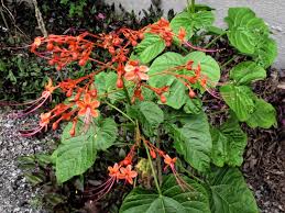Image result for Clerodendrum umbellatum