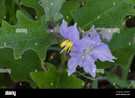 Image result for Solanum sp. A