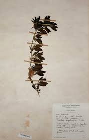 Image result for Barleria megalosiphon