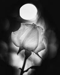 pin by صورة و كلمة on ورد و زهر flowers celestial outdoor body