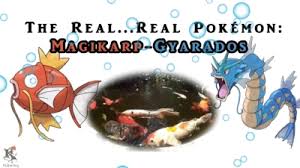 Maybe you would like to learn more about one of these? The Real Animal That Magikarp Gyarados Are Based Upon Koaw Nature