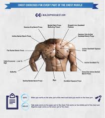 This is a table of muscles of the human anatomy. Chest Exercises For Every Part Of The Chest Muscle Buildupperchest Com Chest Workouts Chest Muscles Best Chest Workout