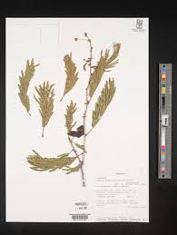 Image result for Acacia brevispica