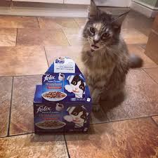 It S As If Purina Felix Cat Food Brought Out The Gravylover Range For My Birthday Winnie Sassyfurpants Mainecoon Mainecooncat Cat Catfood Mainecoo Kedi