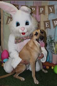 We had an amazing Easter Eggstravaganza with some eggcellent pups! 🐰💜🐥