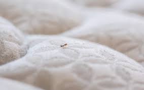 Image result for bed bugs