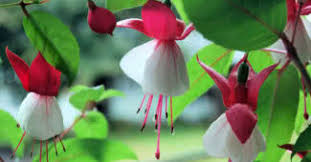 Maybe you would like to learn more about one of these? Top 10 Most Beautiful Flowers In The World The Mysterious World