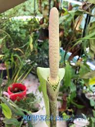 Image result for Gonatopus