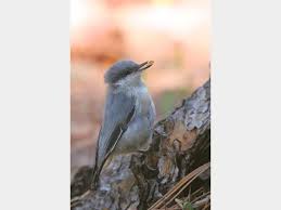 Image result for Pavetta pygmaea